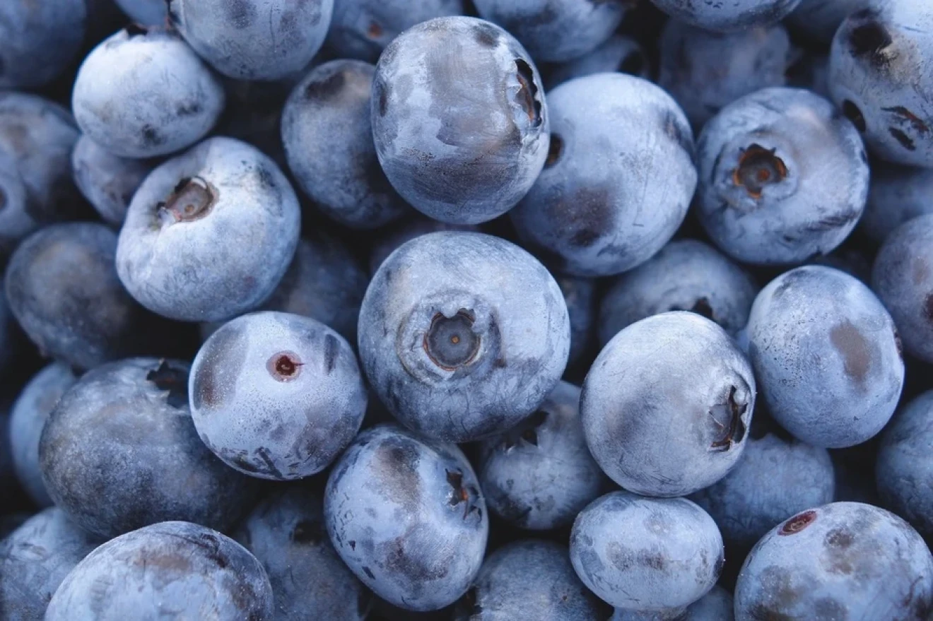 Blueberries: ARS-USDA technologies to combat post-harvest diseases-image