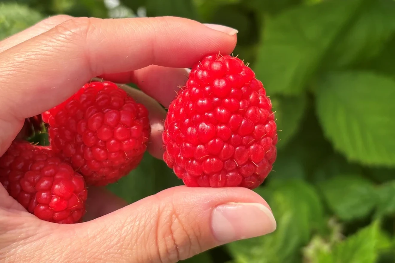 G-Viva: il nuovo lampone rifiorente da 28 t/ha-image