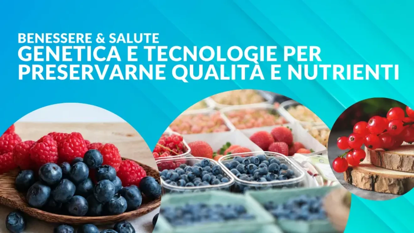 Frutti di bosco e salute: genetica e tecnologie per preservarne qualità e nutrienti-image