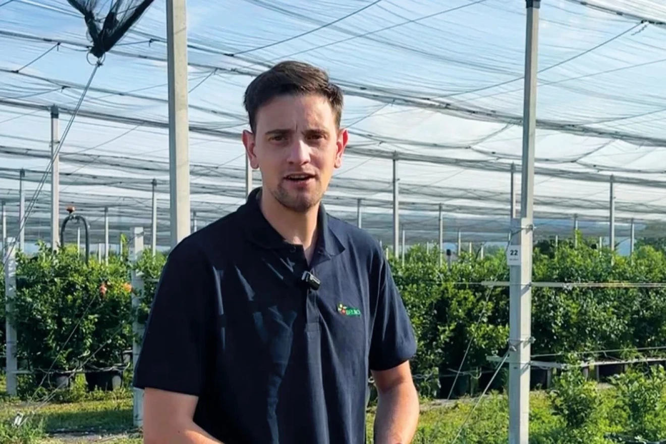 Mechanical blueberry harvesting in Italy: Marco Antolini's experience-image