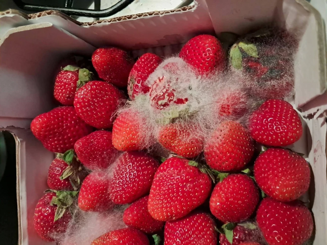 Moldy strawberries: what consumer reviews reveal about berries-image