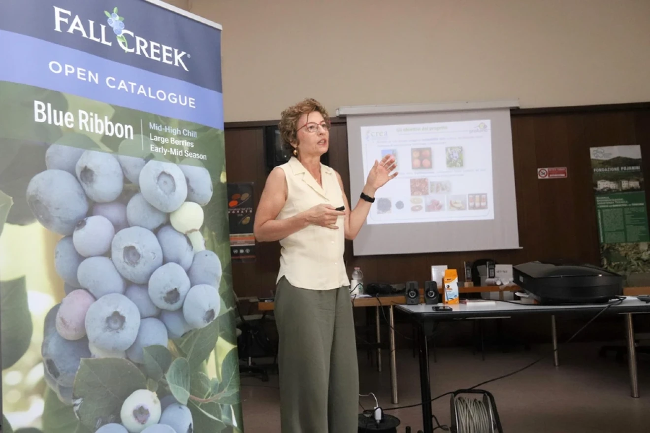 Blueberries beyond fresh: CREA tests drying protocols and snacks in Valtellina-image