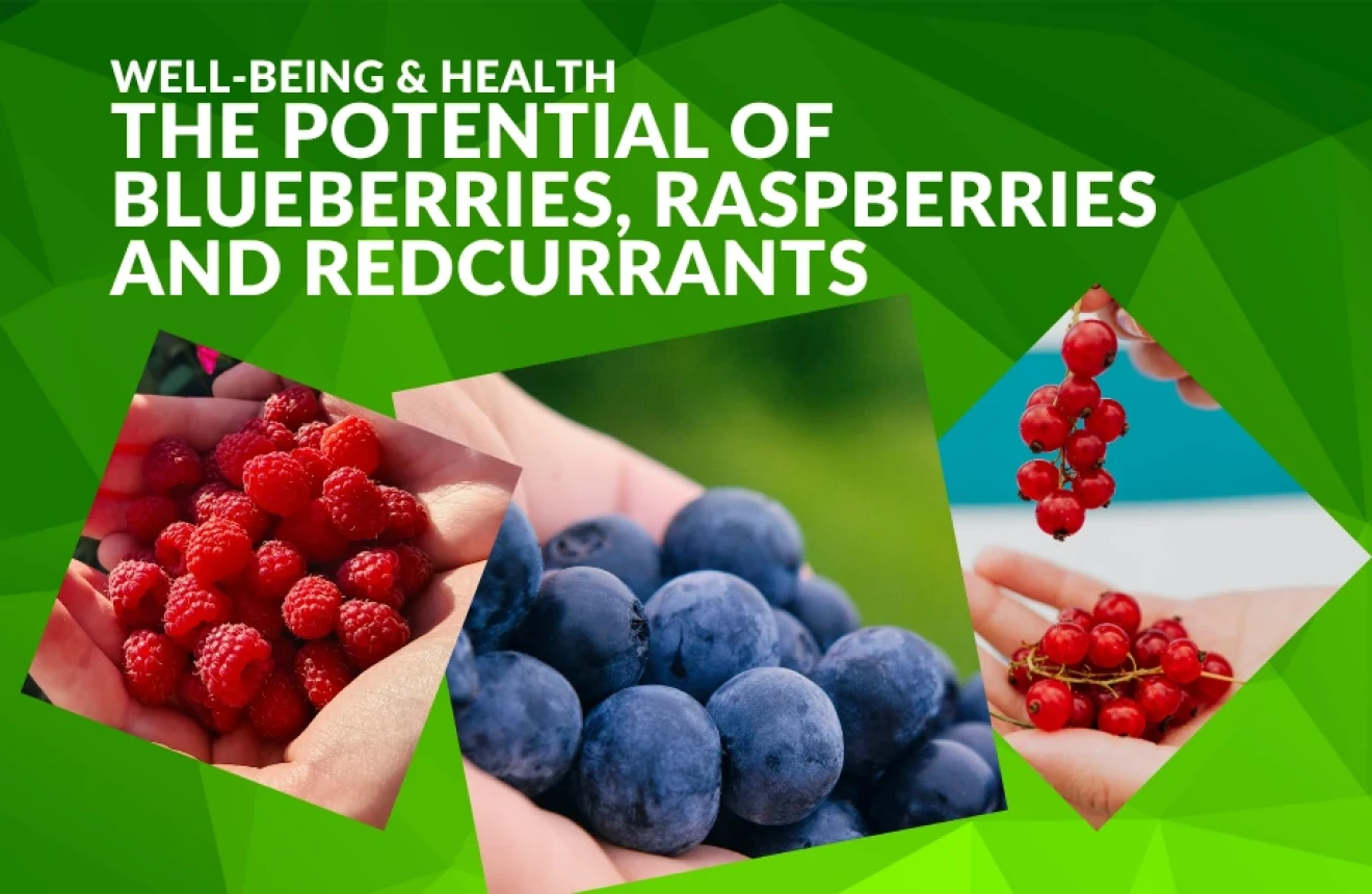 Berries and health: what science reveals about the potential of blueberries, raspberries and blackcurrants-image