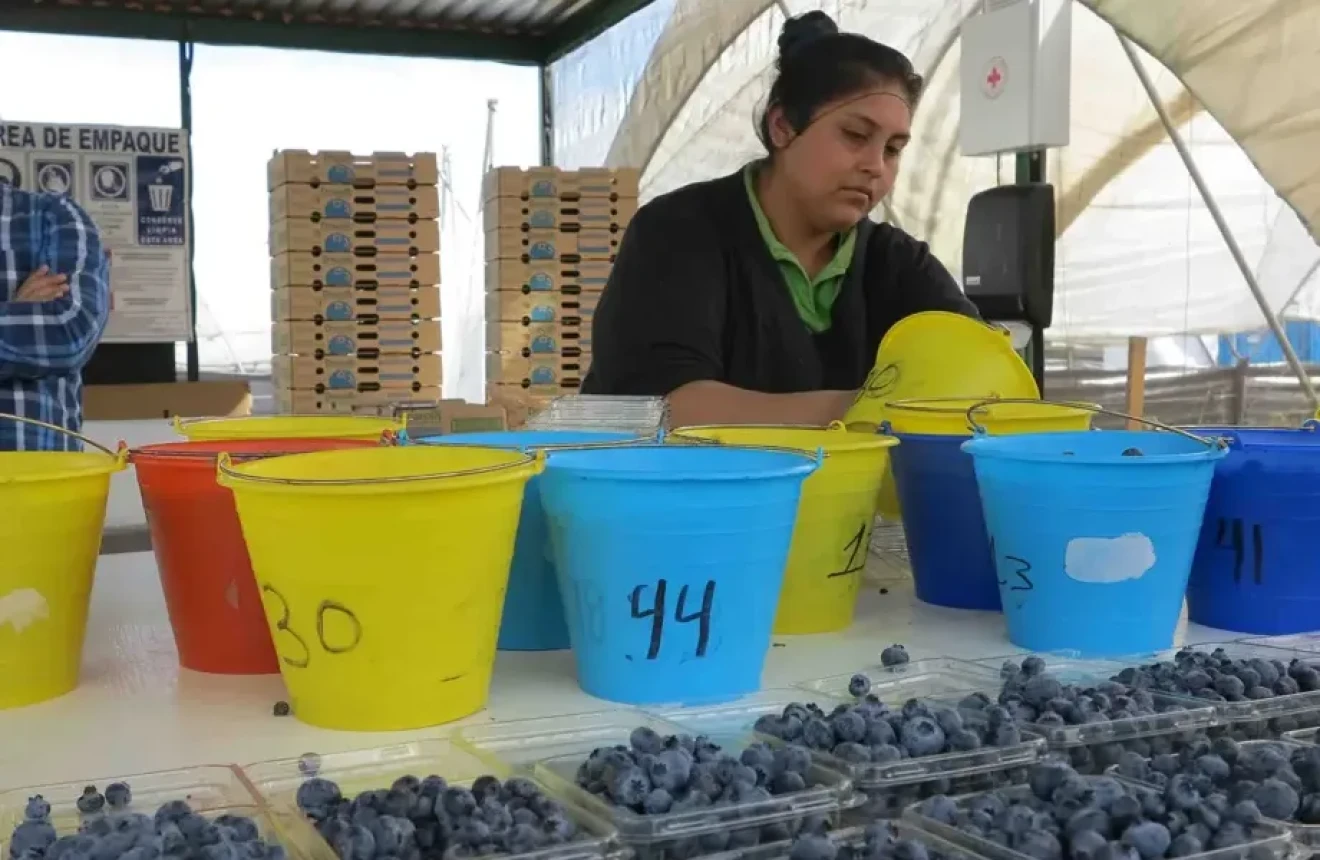 What we can learn from the blueberry midlife crisis in Mexico-image