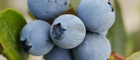 Apex FCM14-057: the new early-to-mid-season Fall Creek blueberry yielding 20 tons per hectare-image