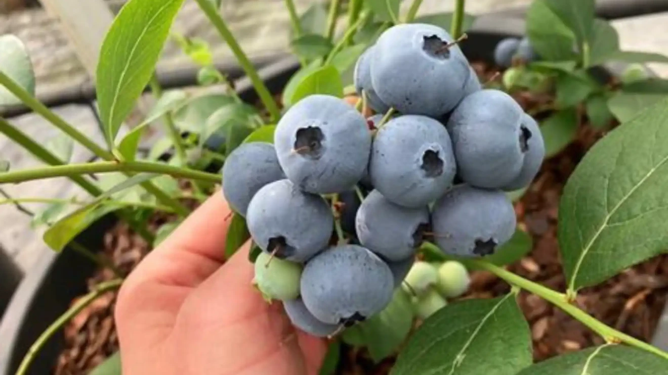 BerryWorld Orb: the first 100% British blueberry debuts on the UK market-image