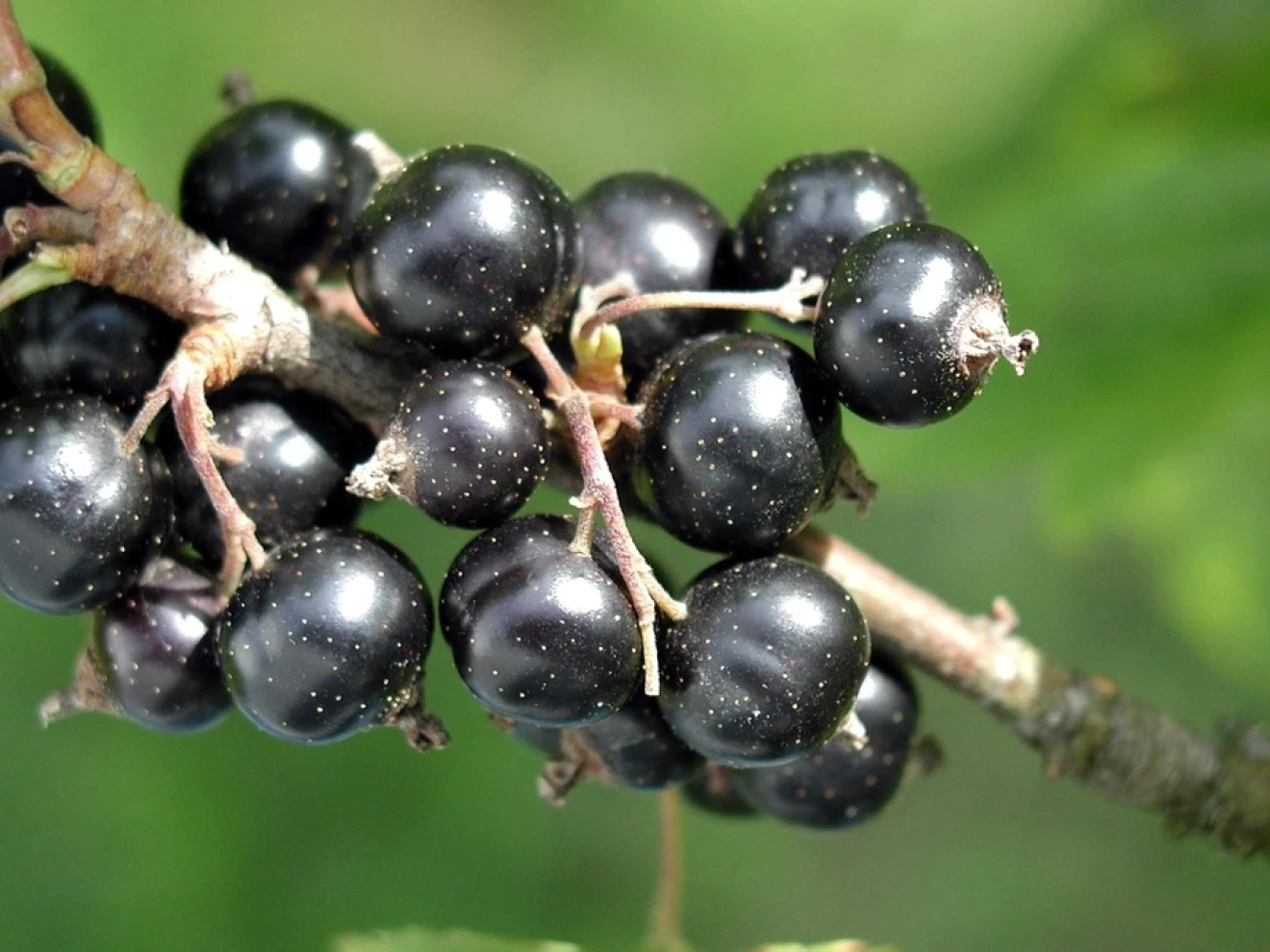 Ribena investe £200.000 nella resilienza del ribes nero britannico-image