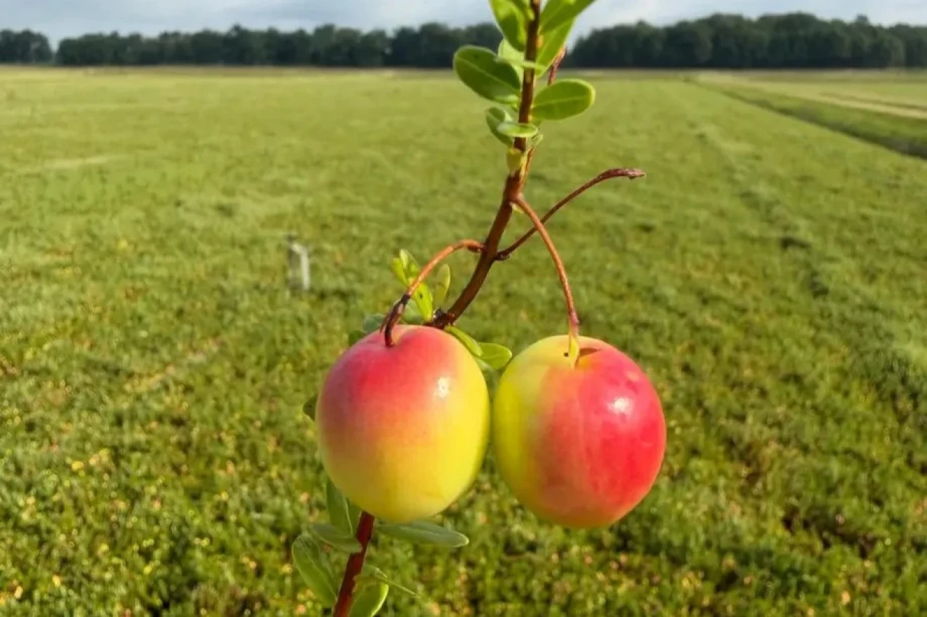Fresh cranberries beyond Christmas: Fruit World’s proposal for the UK market-image