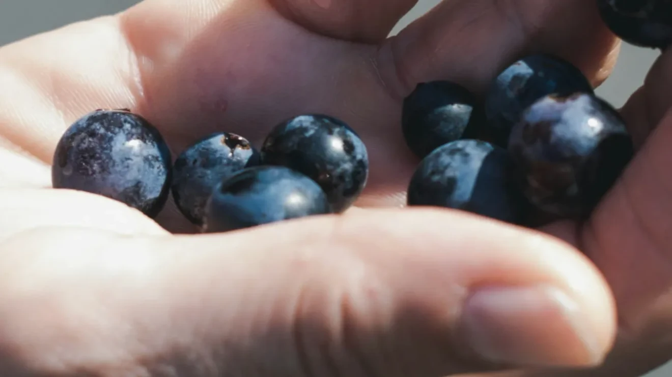 Global blueberry prices decline by 1% in week 14, with drops in premium and organic segments-image