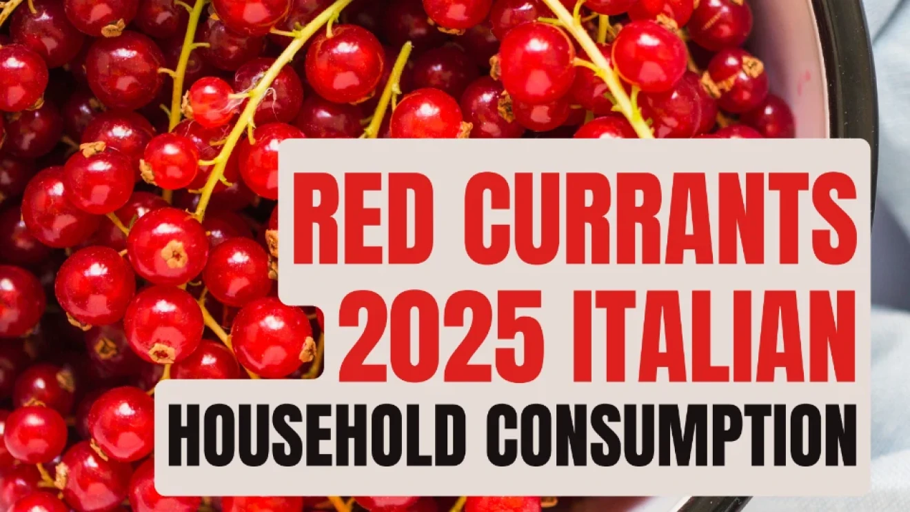 Currants in Italy 2025: buyer numbers and volumes are recovering, but purchasing intensity remains low-image