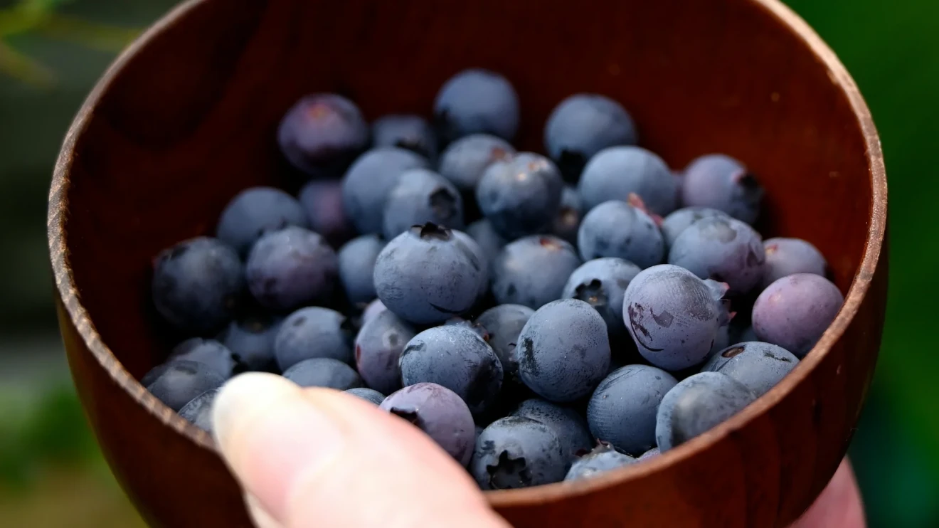 Global Blueberry Price Index: +2.5% in week 38/2025-image