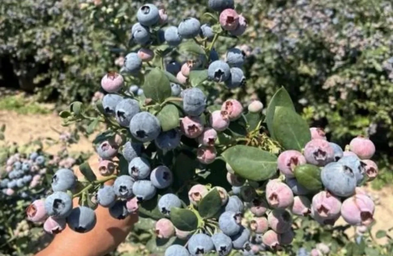 Peru’s new blueberry varietal map: genetics and quality reshape the industry-image