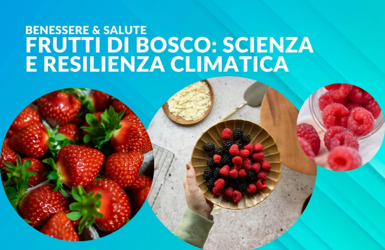 Frutti di bosco, la scienza accelera tra resilienza climatica e benessere-image