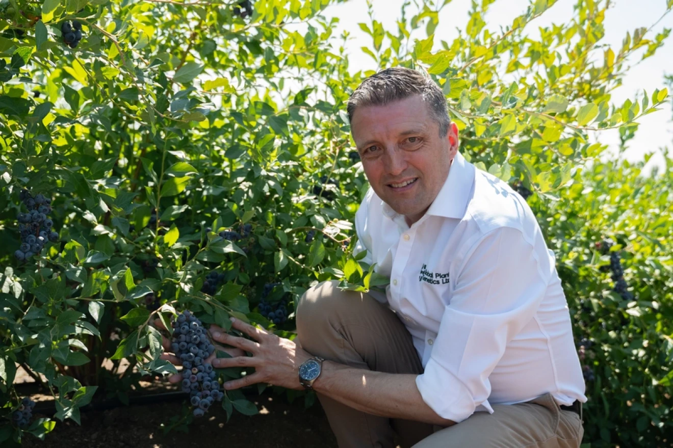 New Oregon Blueberry varieties: interview to Jamie Petchell (GPG)-image