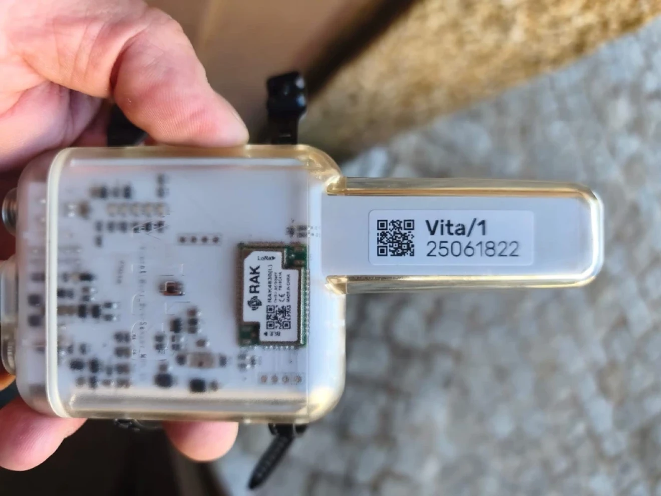 Ascoltare le piante di piccoli frutti: i segnali elettrici possono rilevare lo stress prima che appaiano i sintomi?-image