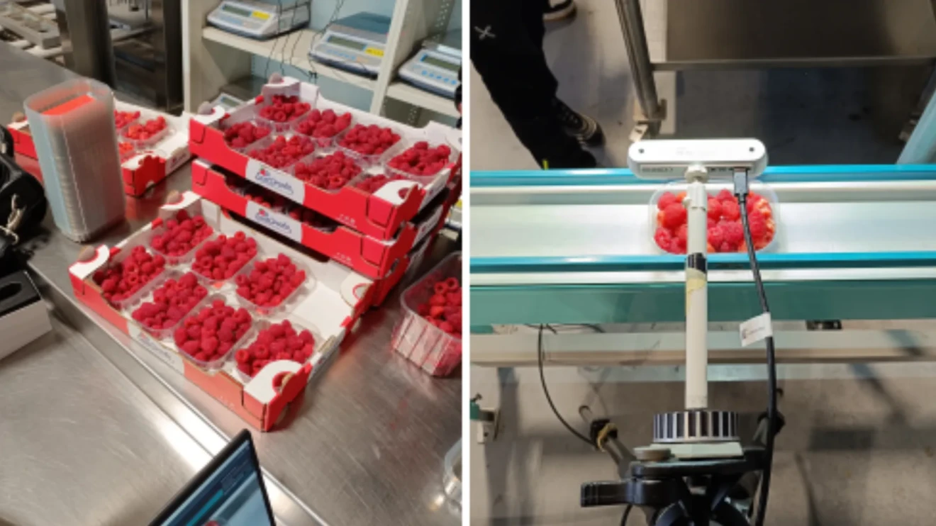 IA per lamponi: rivoluzione nelle packing house europee-image