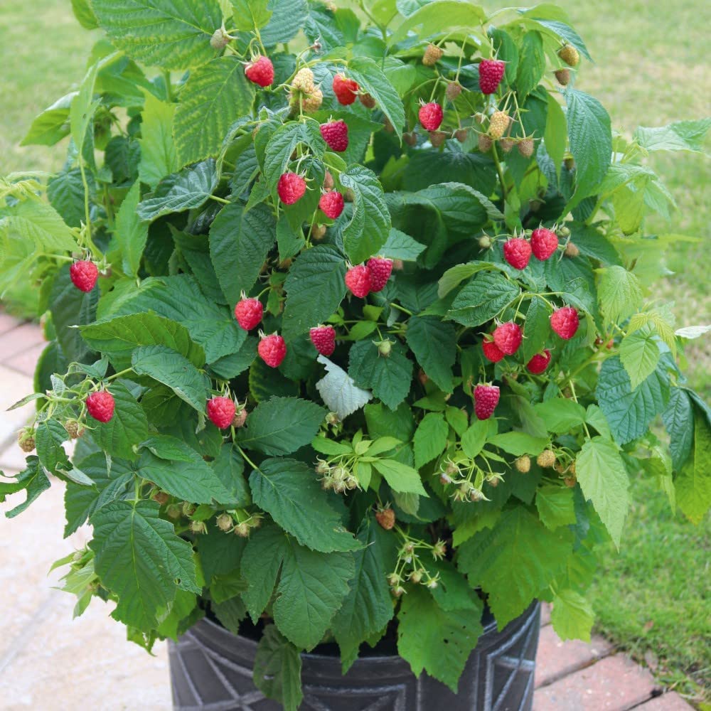 Raspberries in pots