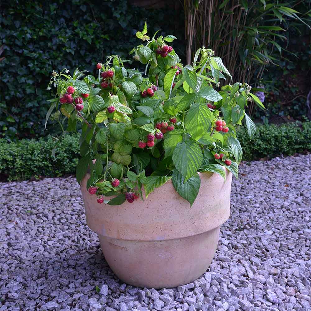 Raspberries in pots