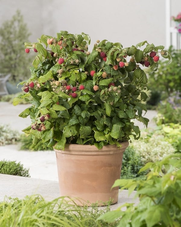 Raspberries in pots