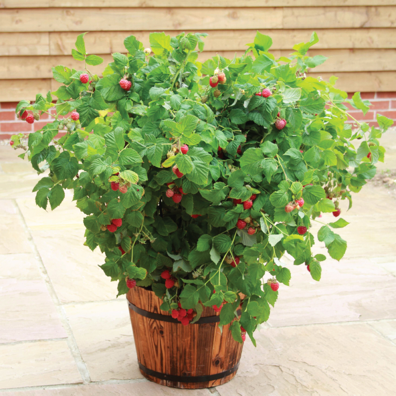 Raspberries in pots