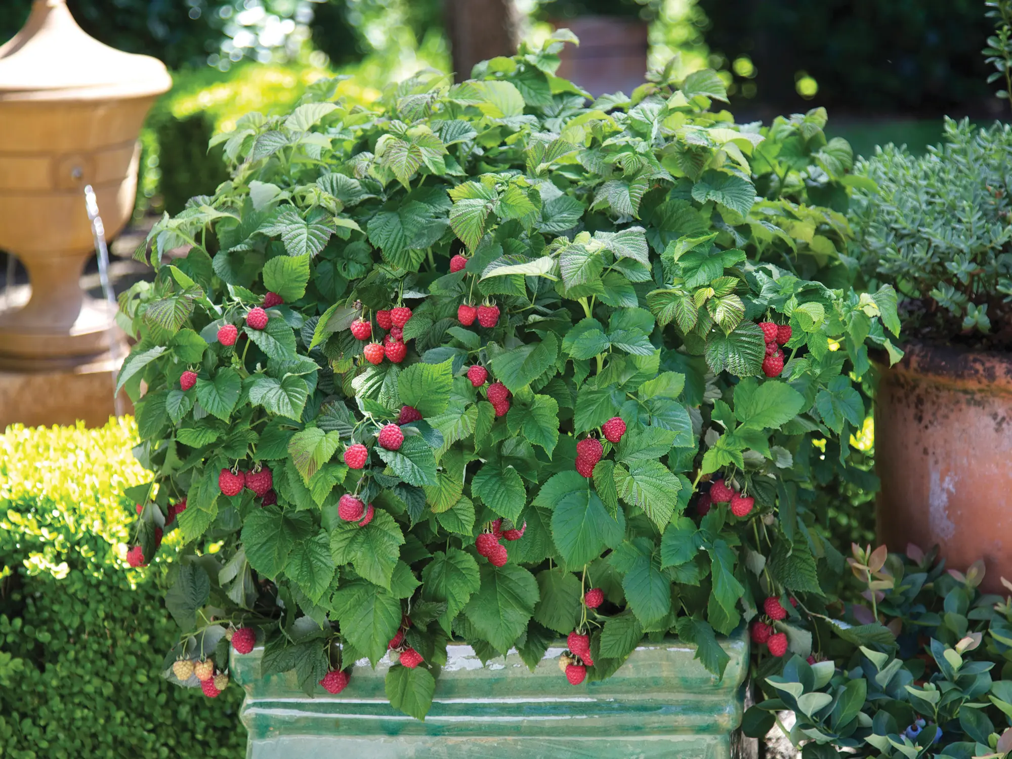 Raspberries in pots