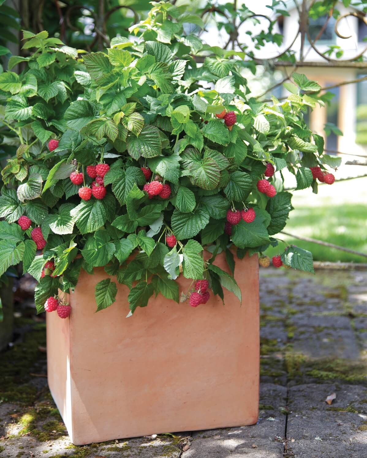 Raspberries in pots