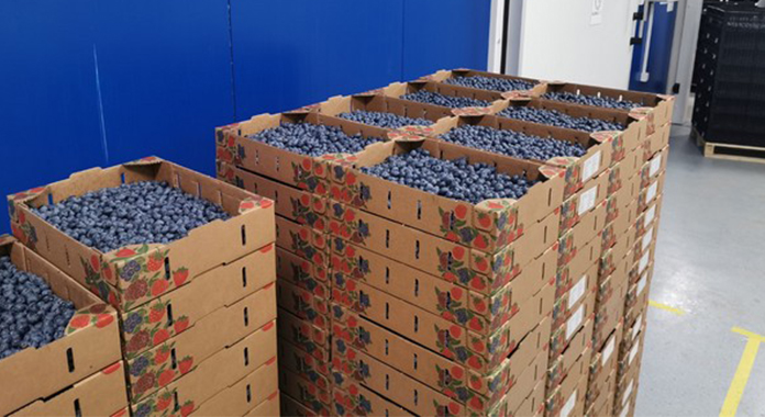 Blueberries from Serbia