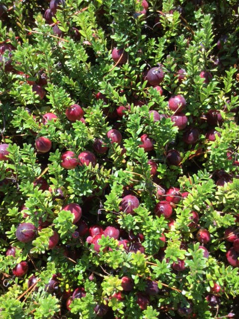 Photos of Vaccinium Macrocarpon