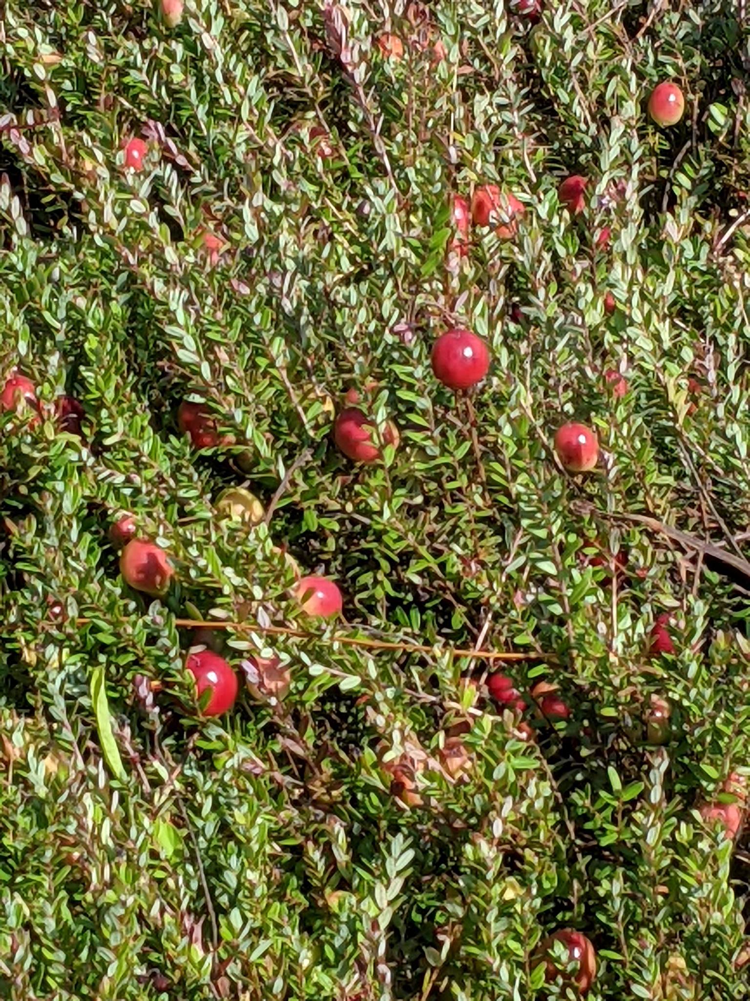 Cranberry plant. Photo by CCCGA.
