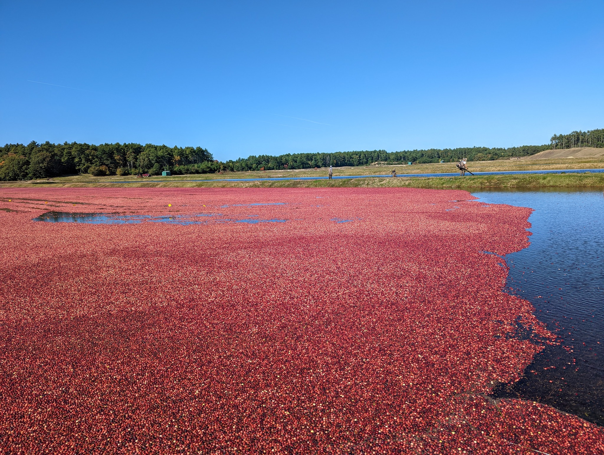Cranberry field during water harvesting.