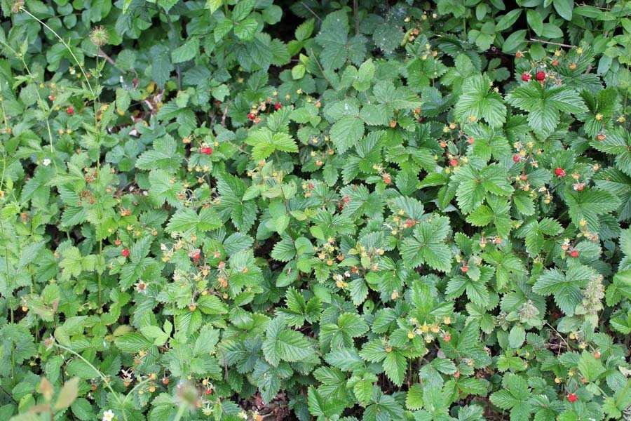 Fragaria moschata plants.