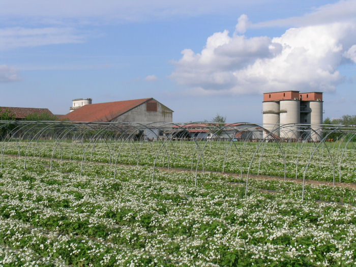 Flowering cultivation of Tortona Fragrant Strawberry.