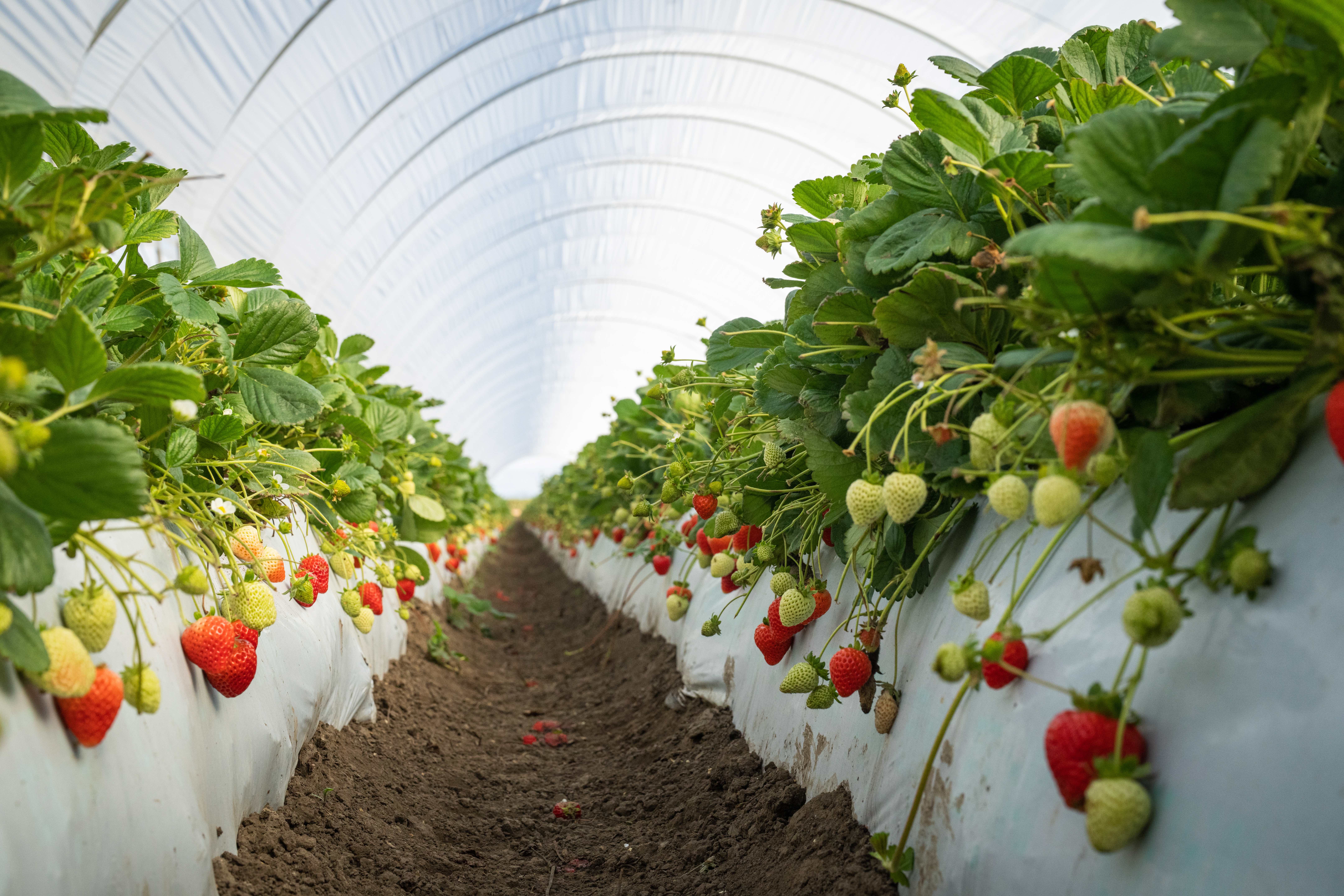 Eclipse Berry Strawberries: five new Fusarium-resistant varieties from California