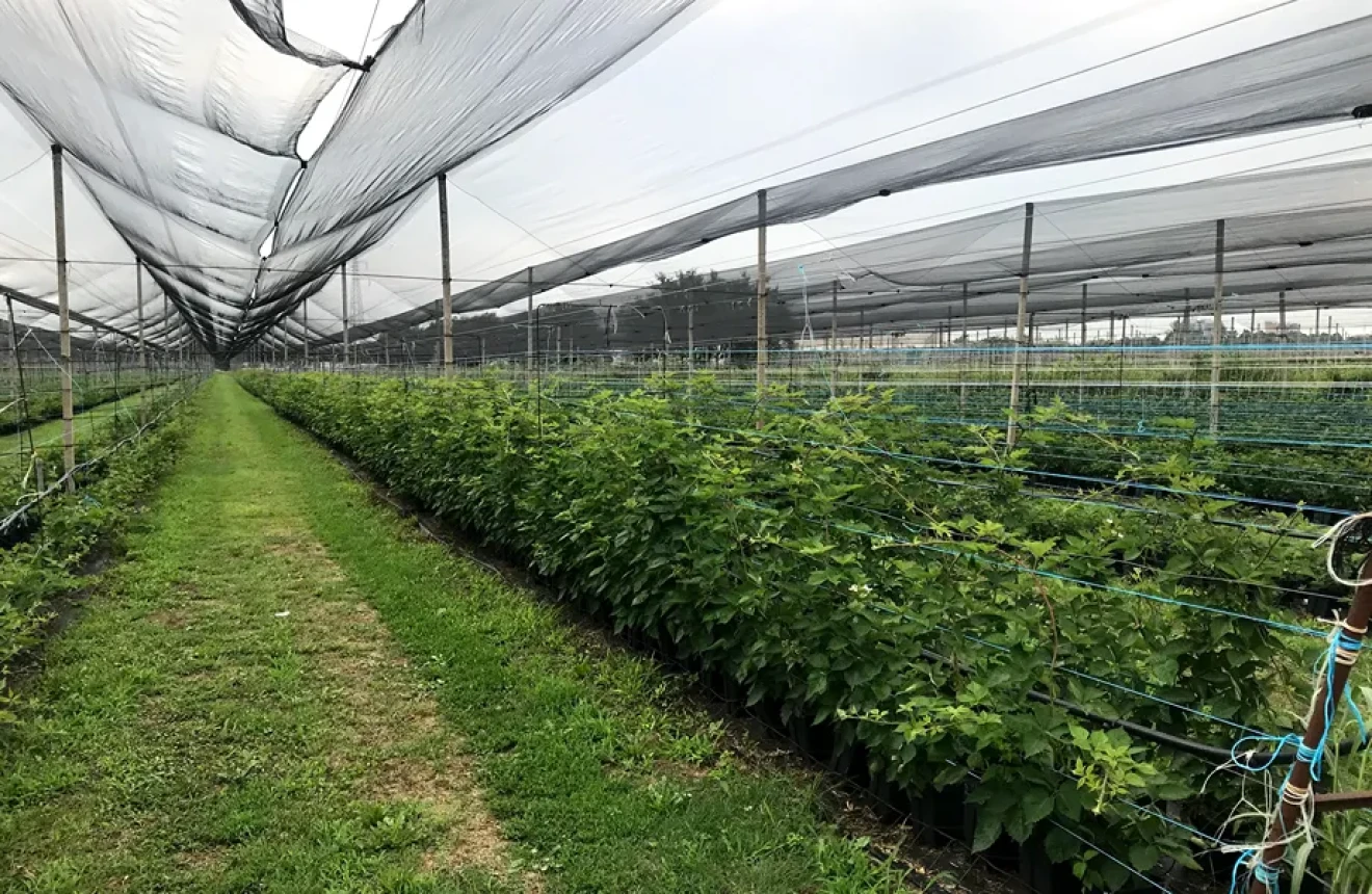 Berry cultivation in Italy between consolidation and new challenges-image