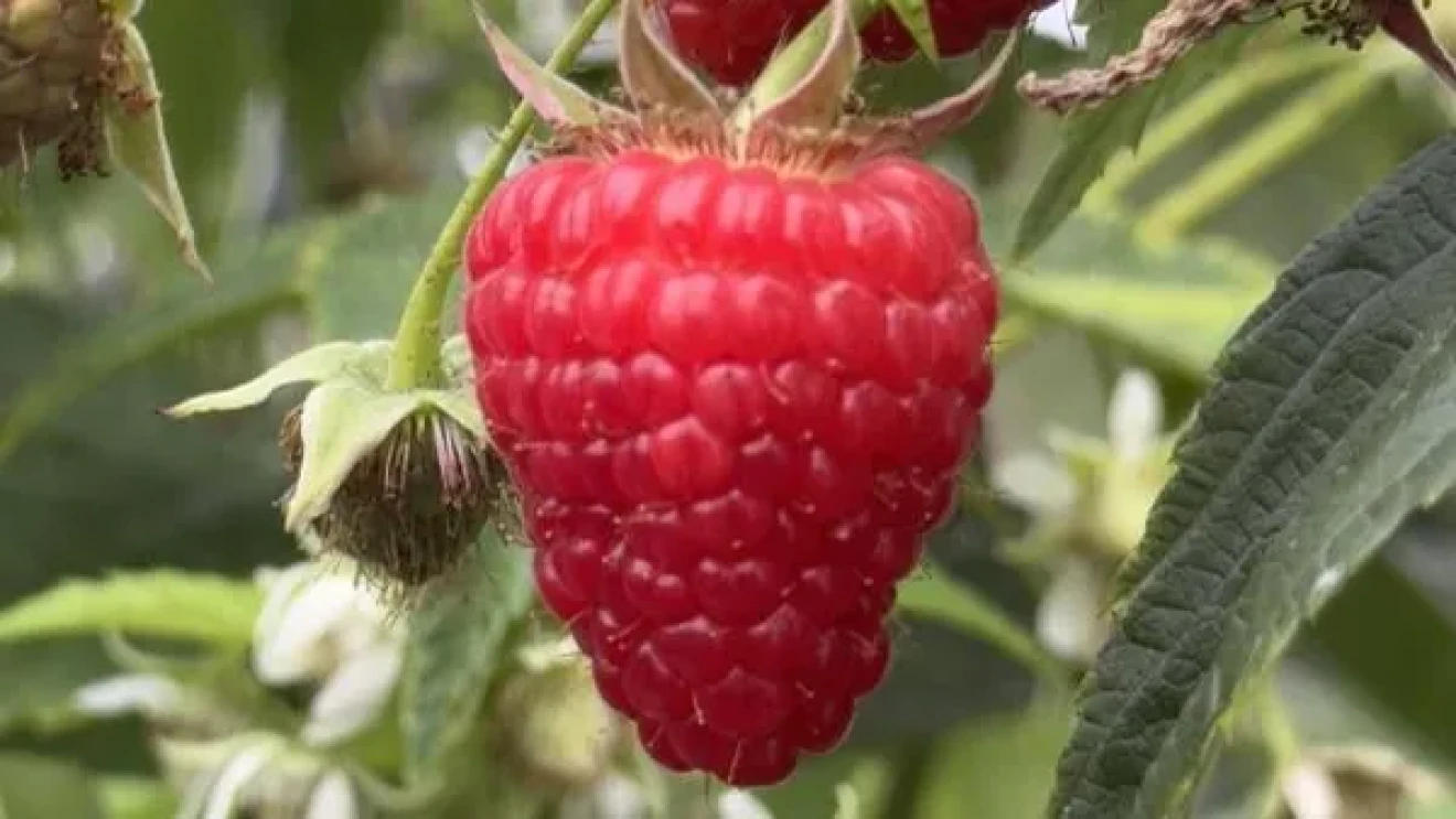 Malaika: the first premium raspberry grown in Portugal with Gold License for European retail market-image