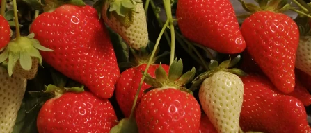 Field meeting on recent June-bearing varieties of strawberries organised by Agrion-image