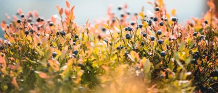 NSW blueberries safe: no unapproved pesticides in Australia-image