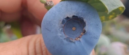 Chilean blueberries: new varieties and global markets boost 2025-26 fruit quality and exports-image