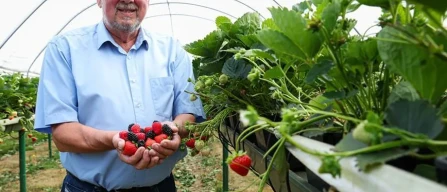 UK: the £ 2bn berry industry at risk in 2025-image