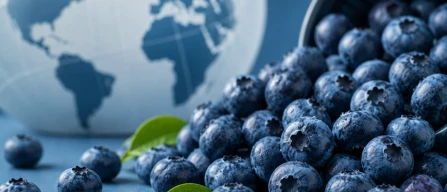 Prezzi globali dei mirtilli +3%: listini in rialzo nella settimana 27/2026, standard +4,6%-image