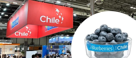 Riviste al ribasso le previsioni di esportazioni del mirtillo dal Cile-image