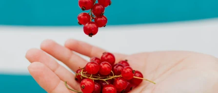 Ribes rosso aumenta del +11,2% negli e-commerce italiani nella settimana 7/2026-image