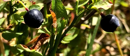 Climate change threatens the health properties of  wild blueberries in Finland-image