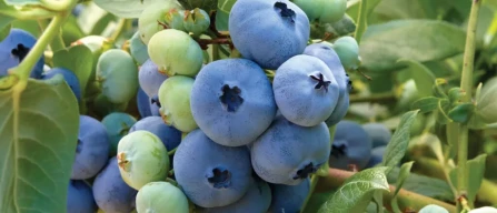 Lingua (Berryway): Six structural challenges and how to overcome them to grow the berry supply chain-image