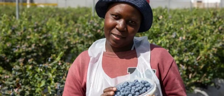 BerriesZA R&D plan to boost berry innovation in South Africa-image