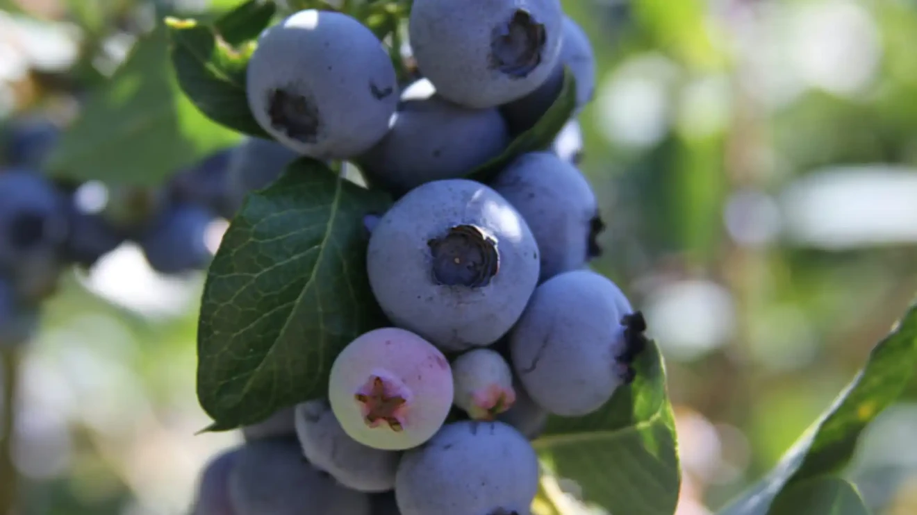 High-tech berry farming in Canadian greenhouses-image