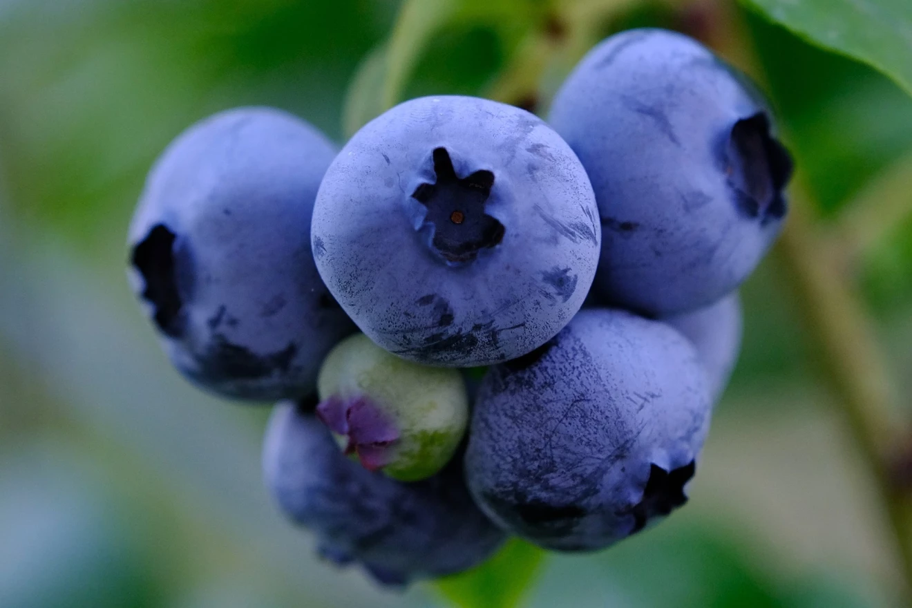 Blueberry exports from Peru expected to recover in the coming 2024/25 season-image