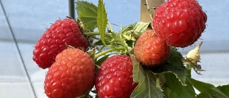 Raspberries: trends and critical issues in the supply chain at the Berry Area of Macfrut-image