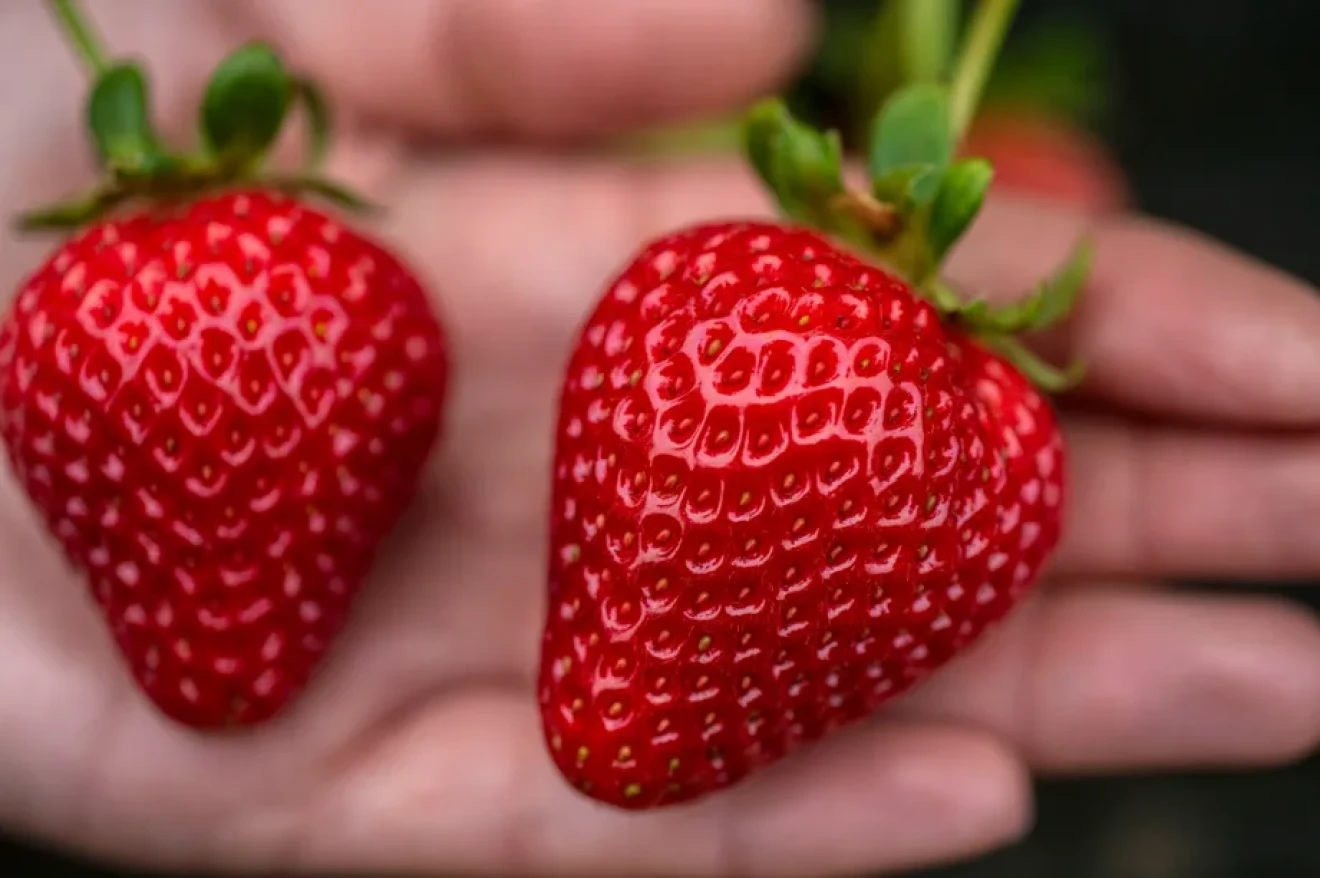 Come il breeding può sostenere lo sviluppo e l’efficienza dei produttori di piccoli frutti – la prospettiva di GPG-image