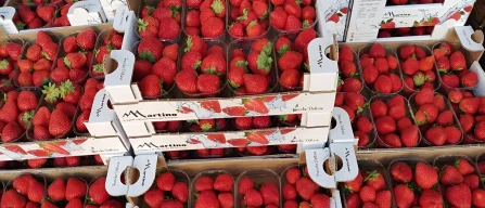 Domestic berries dominate the Italian wholesale markets-image